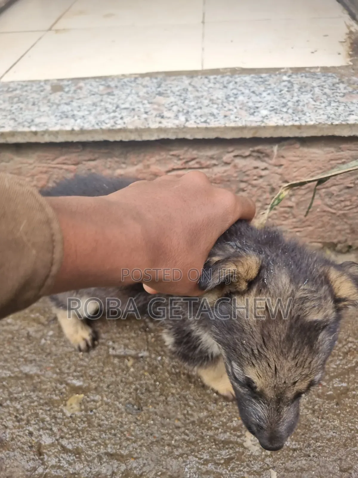 0-1 month Female Purebred German Shepherd