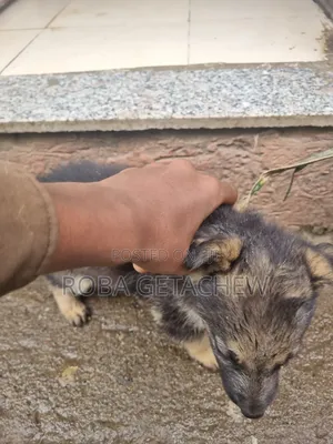 0-1 month Female Purebred German Shepherd