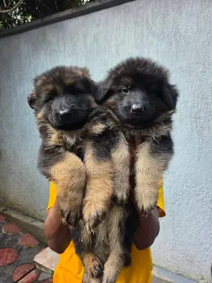 1-3 months Male Purebred German Shepherd