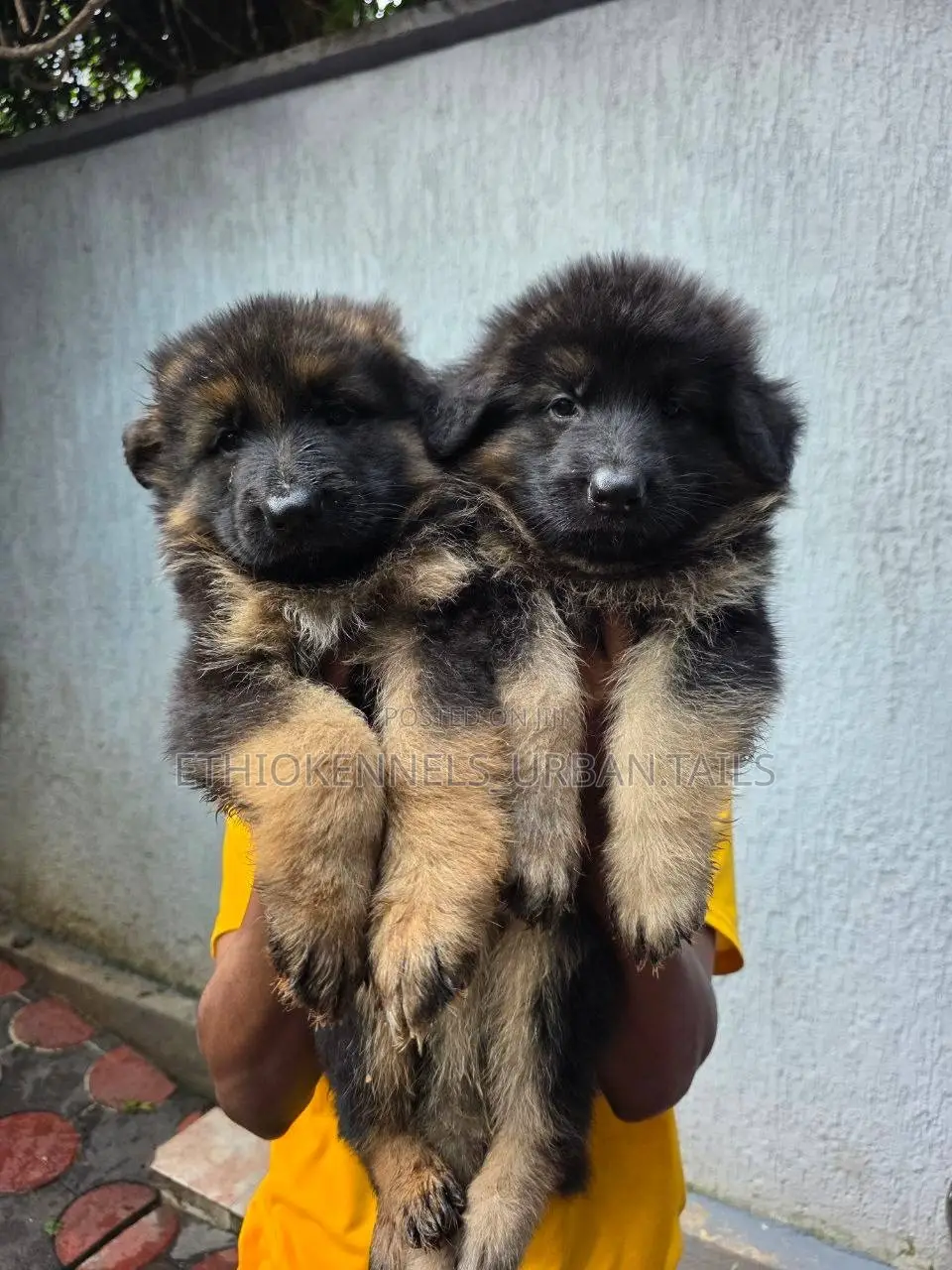 1-3 months Male Purebred German Shepherd