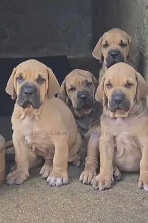 1-3 months Male Purebred Boerboel