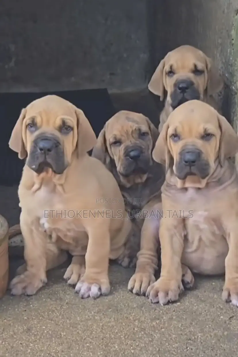 1-3 months Male Purebred Boerboel