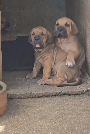 1-3 months Male Purebred Boerboel