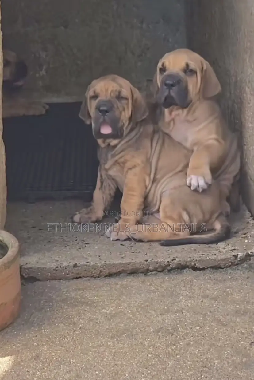 1-3 months Male Purebred Boerboel