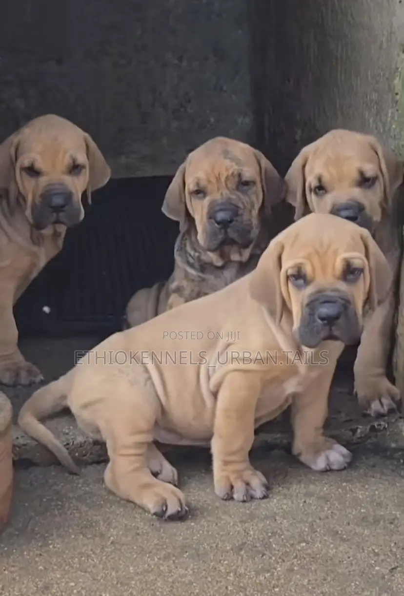 1-3 months Male Purebred Boerboel