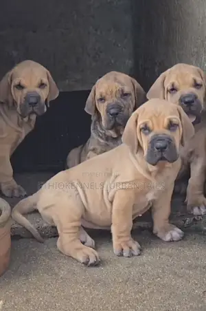 1-3 months Male Purebred Boerboel