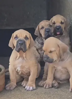 1-3 months Male Purebred Boerboel