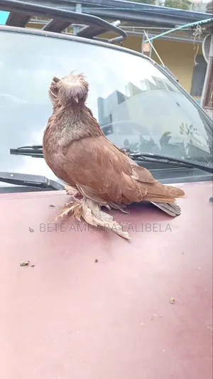 አድስ ደፈና ቦክሀራ