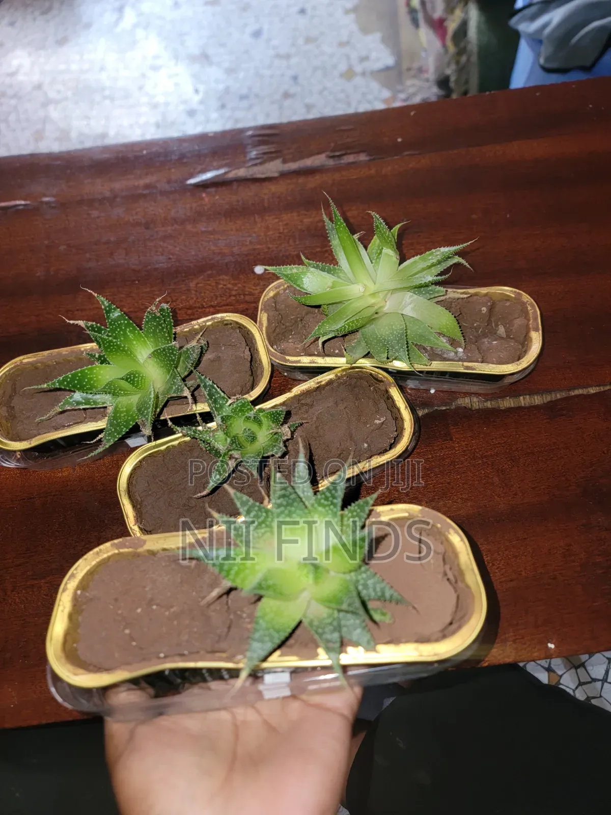 Lace Aloe - Healthy Indoor Plant
