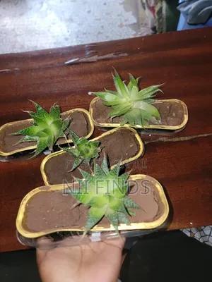 Lace Aloe - Healthy Indoor Plant
