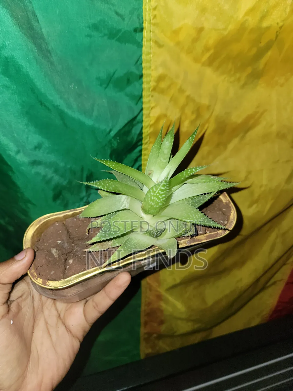 Lace Aloe - Healthy Indoor Plant
