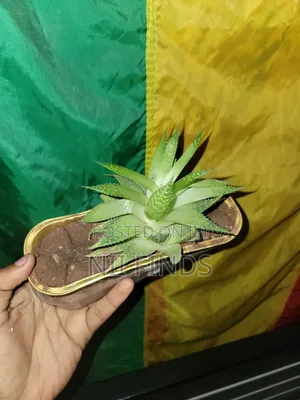 Lace Aloe - Healthy Indoor Plant