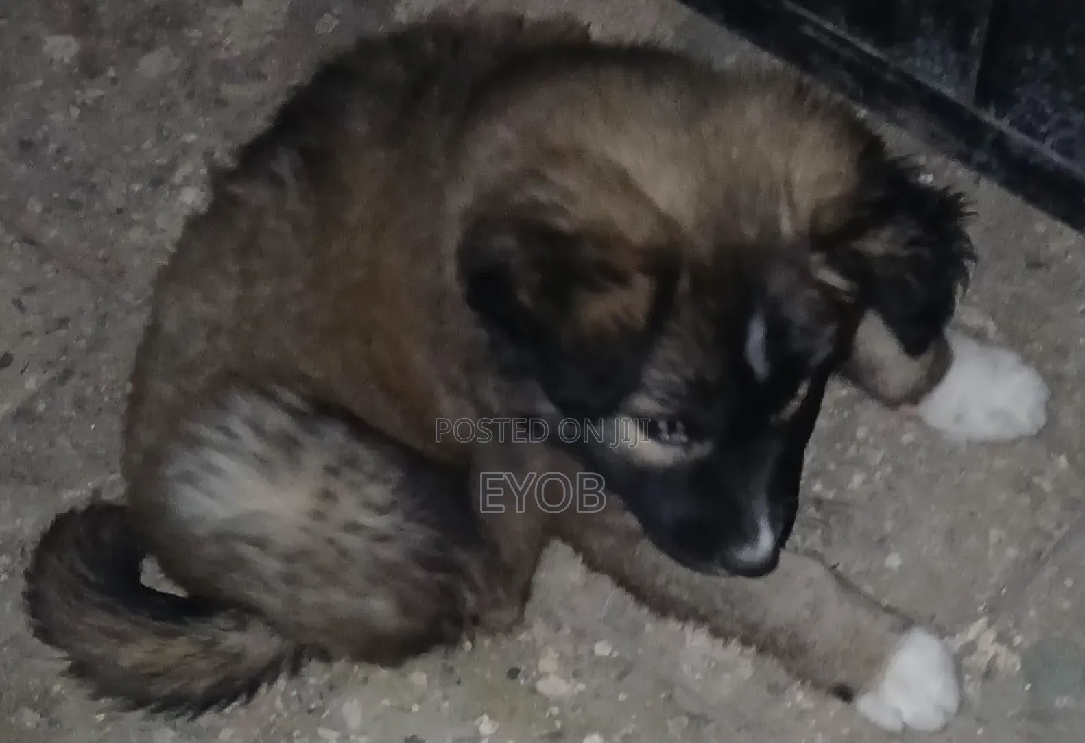 3-6 months Male Purebred German Shepherd