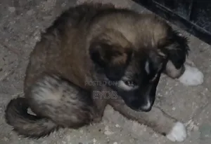 3-6 months Male Purebred German Shepherd