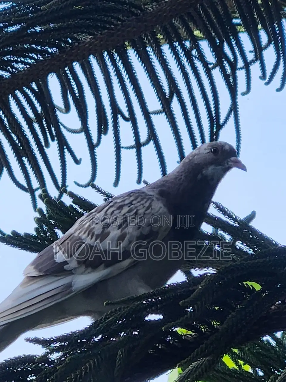 Brown and White Pigeon for Sale