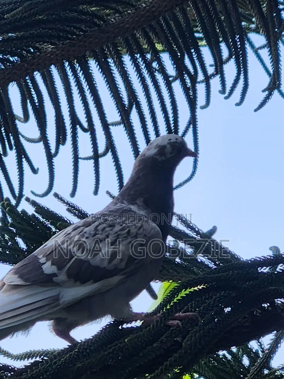 Brown and White Pigeon for Sale