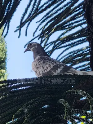 Brown and White Pigeon for Sale