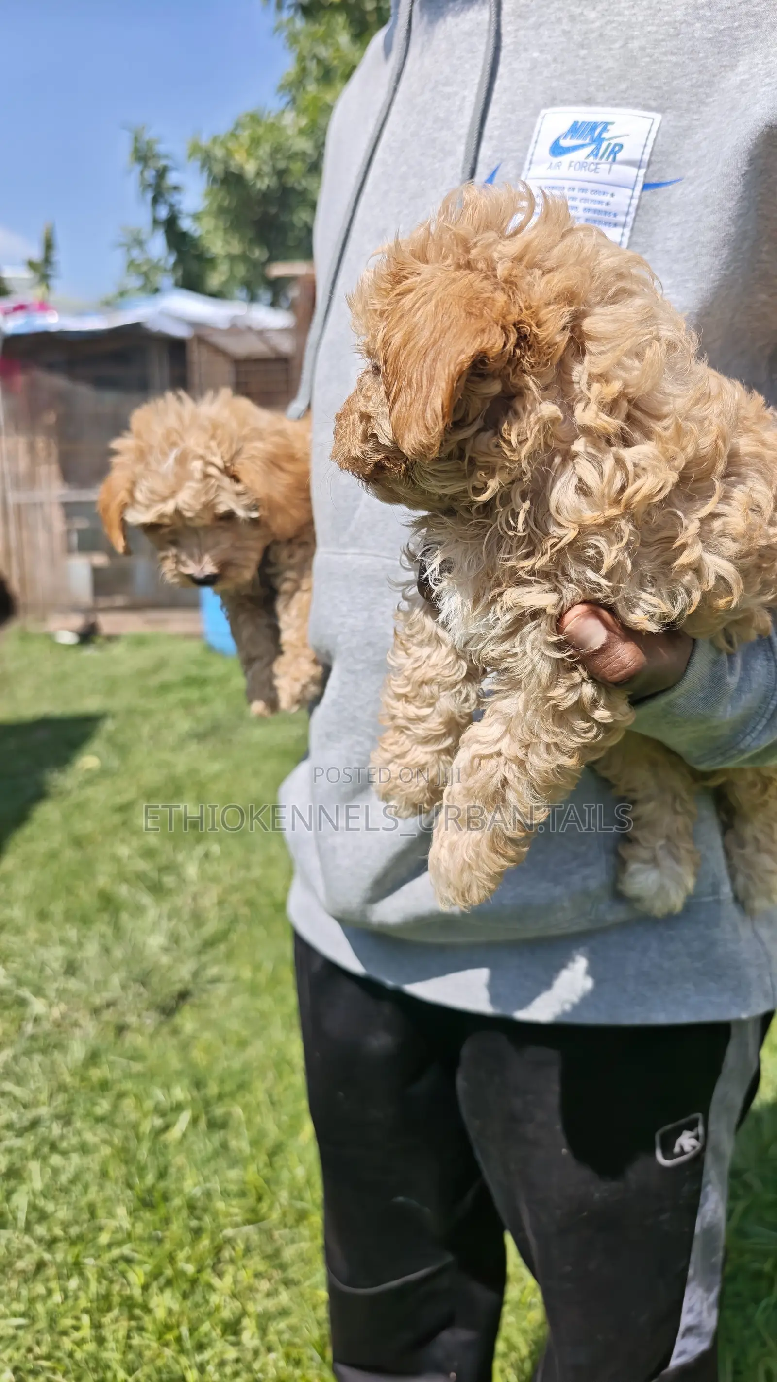1-3 months Male Purebred Maltipoo