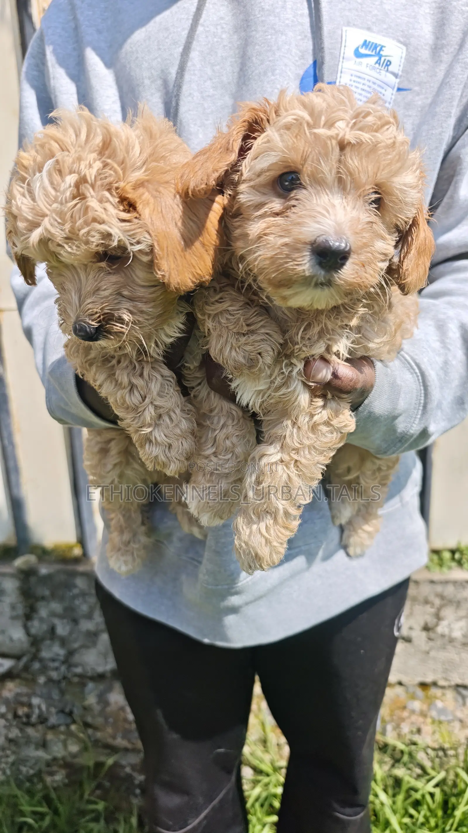1-3 months Male Purebred Maltipoo