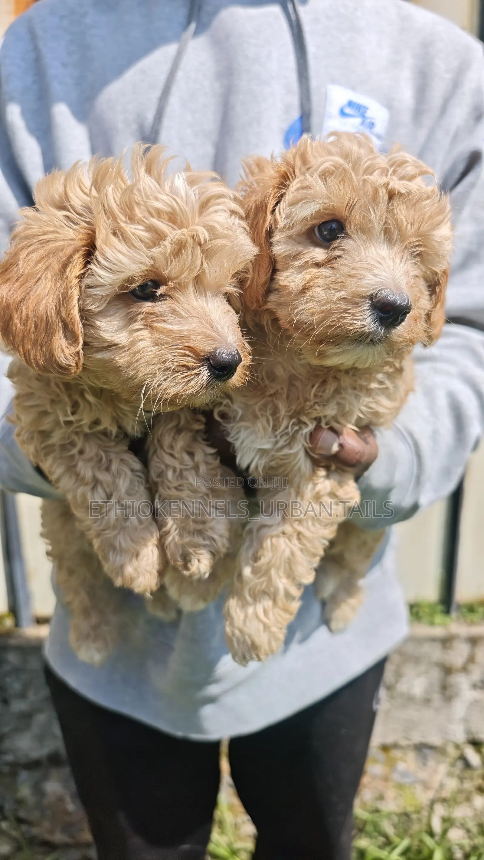 1-3 months Male Purebred Maltipoo