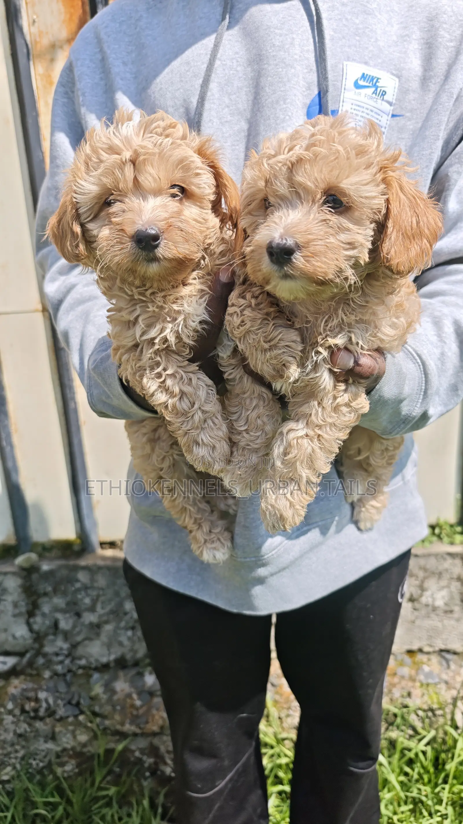 1-3 months Male Purebred Maltipoo