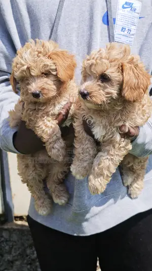 1-3 months Male Purebred Maltipoo