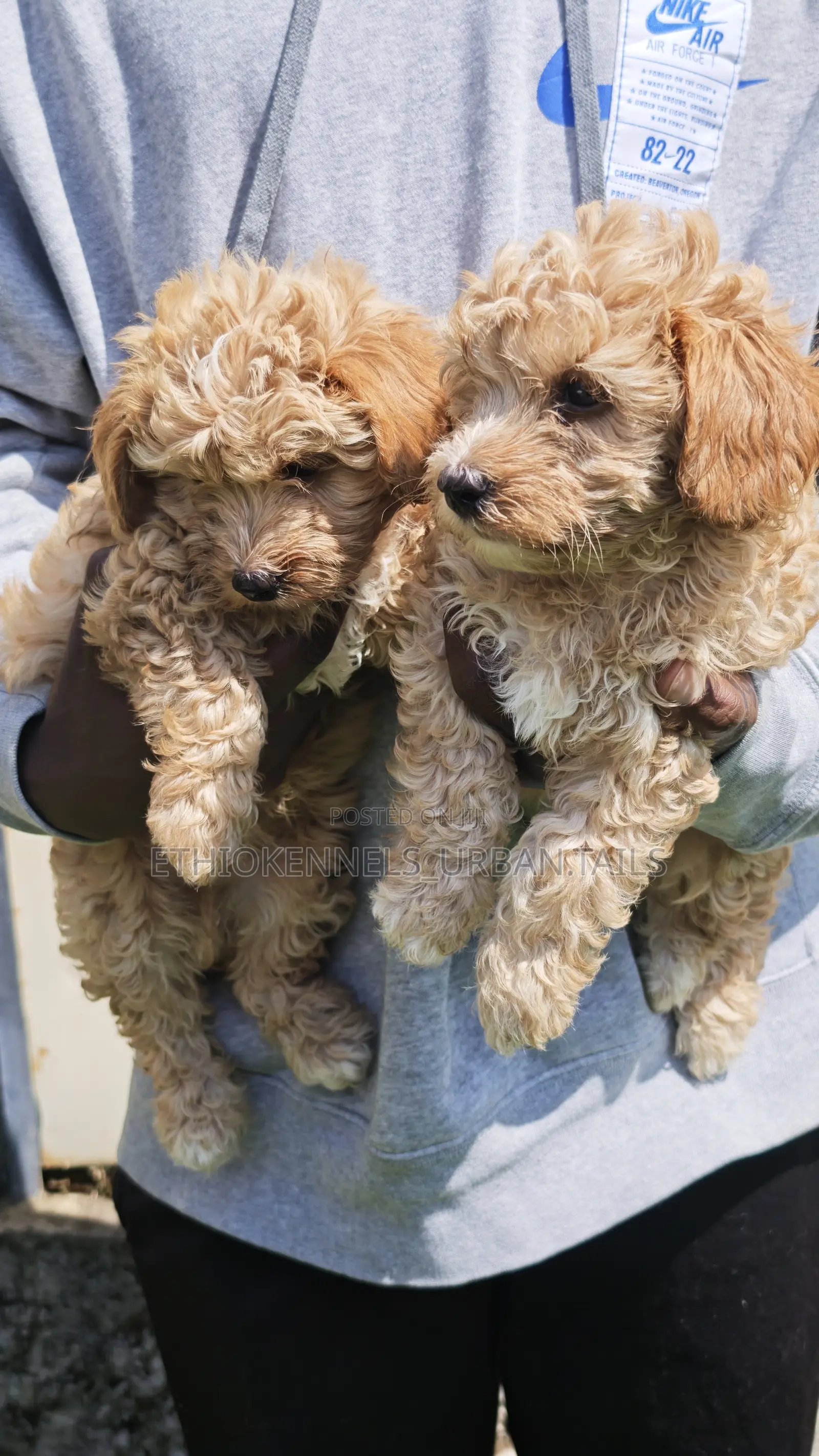1-3 months Male Purebred Maltipoo