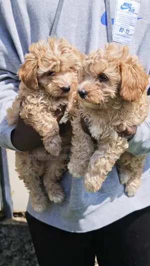 1-3 months Male Purebred Maltipoo