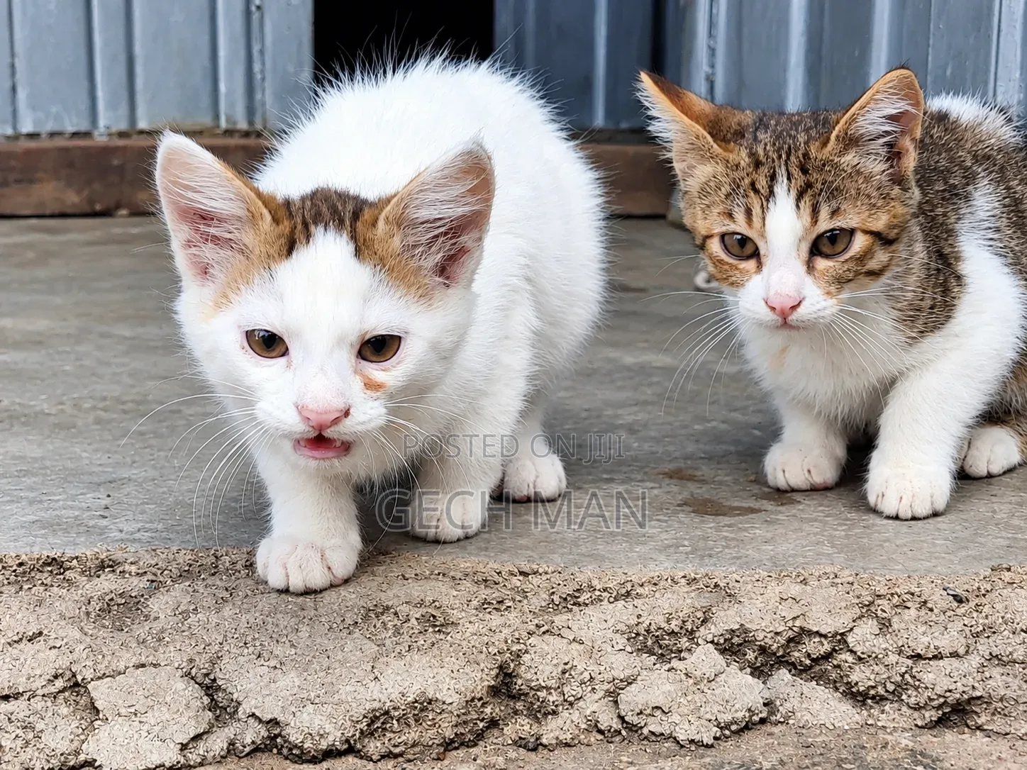 1-3 months Female Mixed Breed Abyssinian