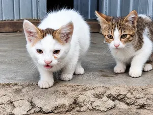 1-3 months Female Mixed Breed Abyssinian