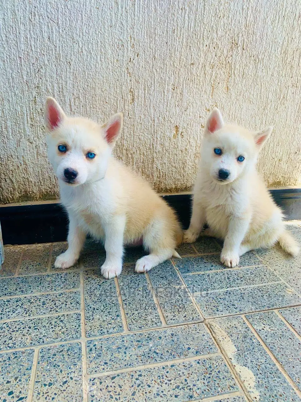 1-3 Months Female Purebred Siberian Husky
