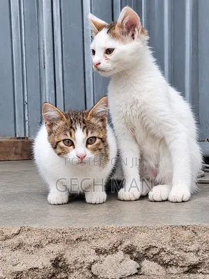 1-3 months Female Mixed Breed American Curl