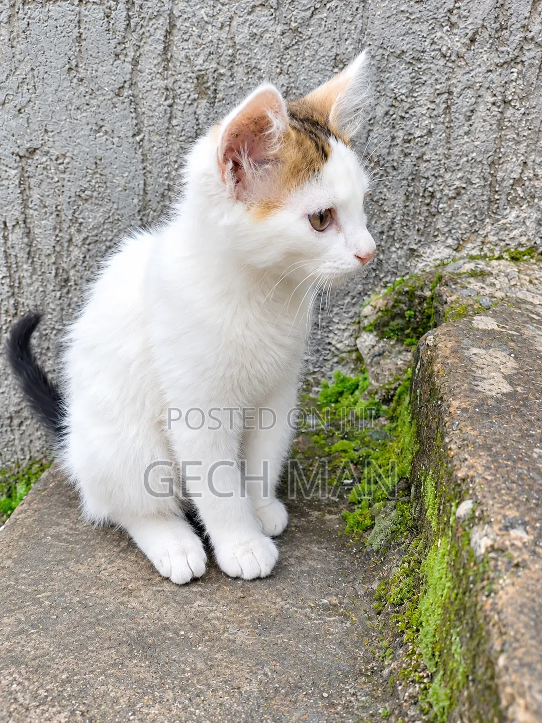 1-3 months Female Mixed Breed American Curl