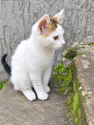 1-3 months Female Mixed Breed American Curl