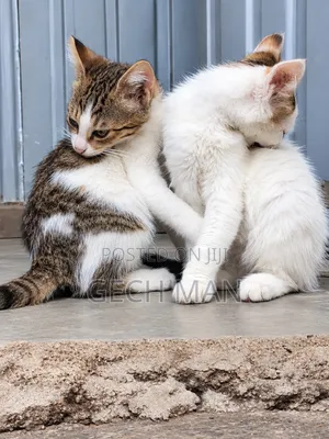 1-3 months Female Mixed Breed American Curl