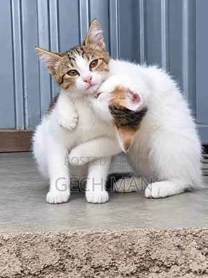 1-3 months Female Mixed Breed American Curl