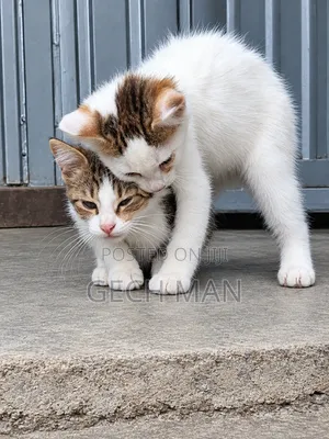 1-3 months Female Mixed Breed American Curl