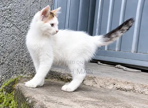 1-3 months Female Mixed Breed American Curl