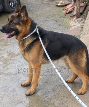 Training Dog Leash