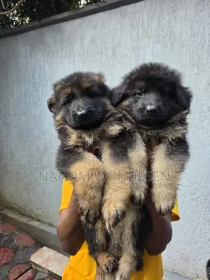 1-3 months Female Purebred German Shepherd