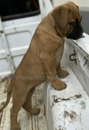 1-3 months Male Purebred Mastiff