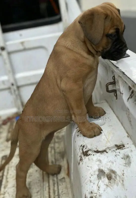 1-3 months Male Purebred Mastiff