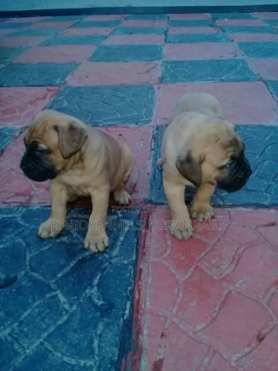 1-3 months Male Purebred Mastiff