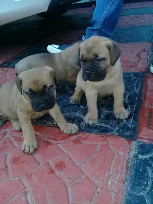 1-3 months Male Purebred Mastiff