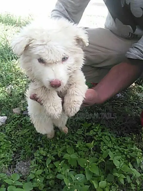 1-3 months Male Purebred Maltese