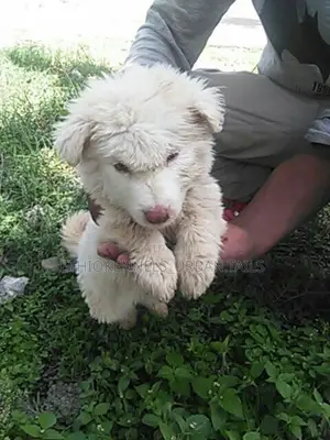 1-3 months Male Purebred Maltese