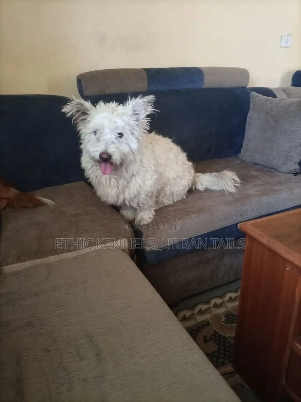 3-6 months Male Purebred Maltese