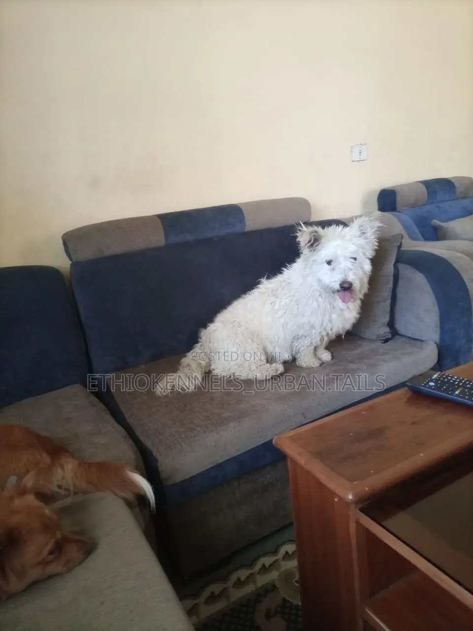 3-6 months Male Purebred Maltese