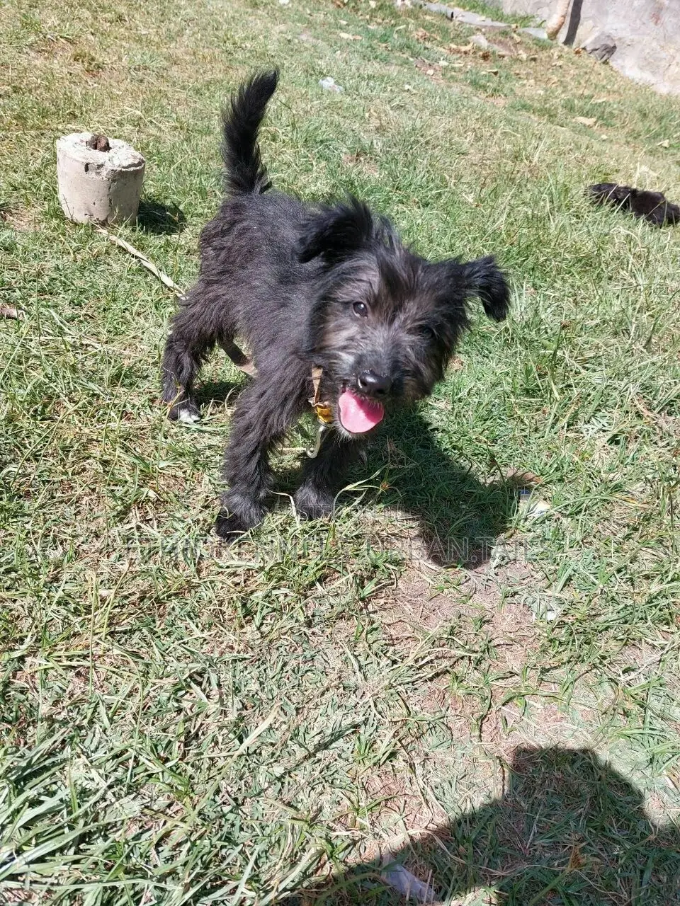 3-6 months Female Purebred Jack Russell Terrier