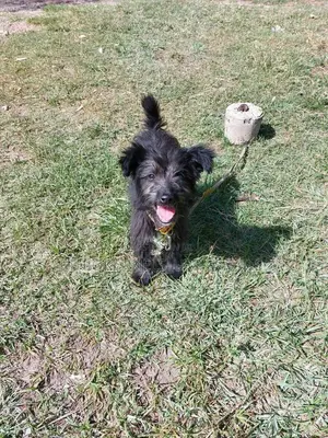 3-6 months Female Purebred Jack Russell Terrier